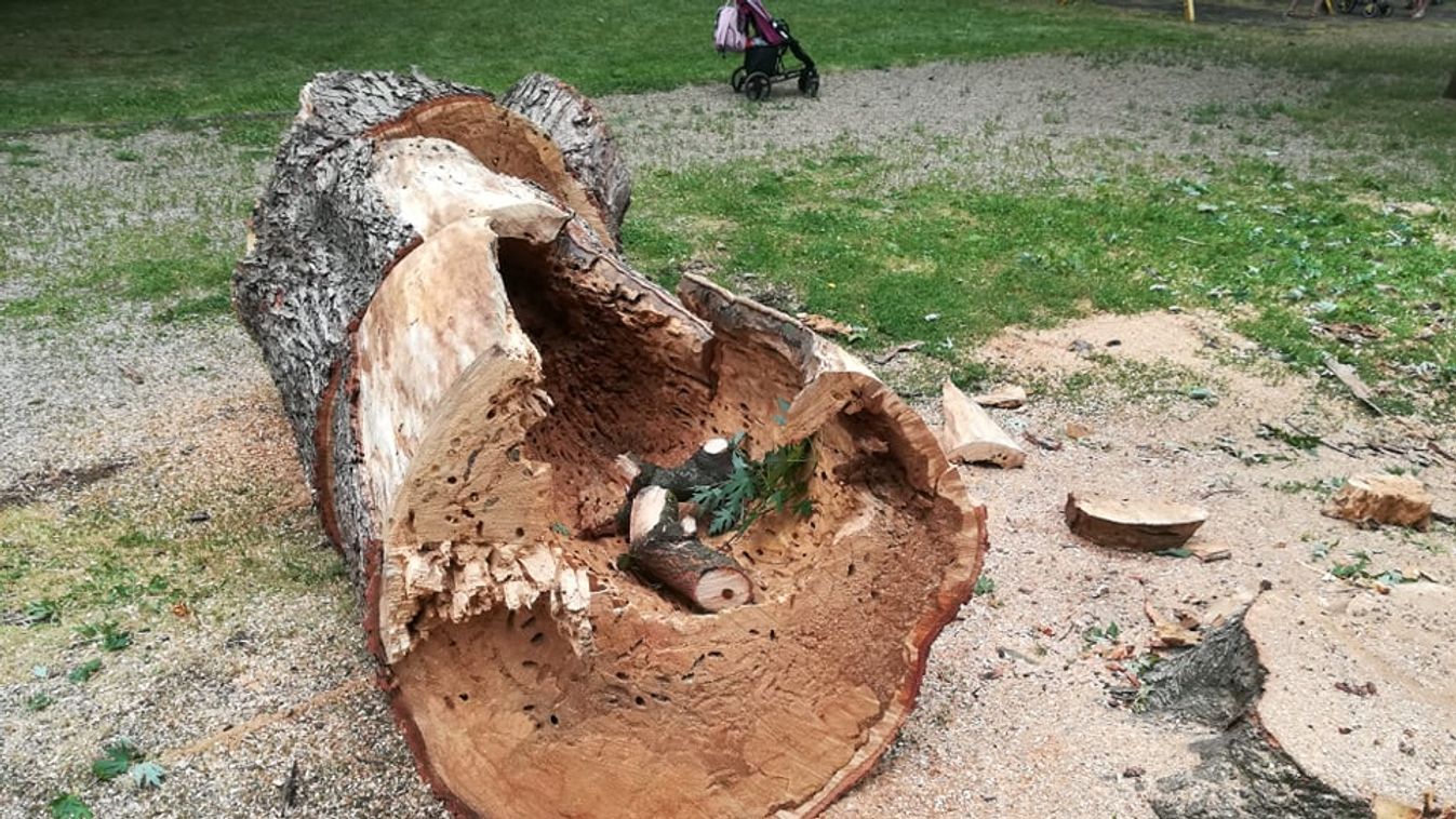 Kivágták a baglyos fát a Honvéd téren