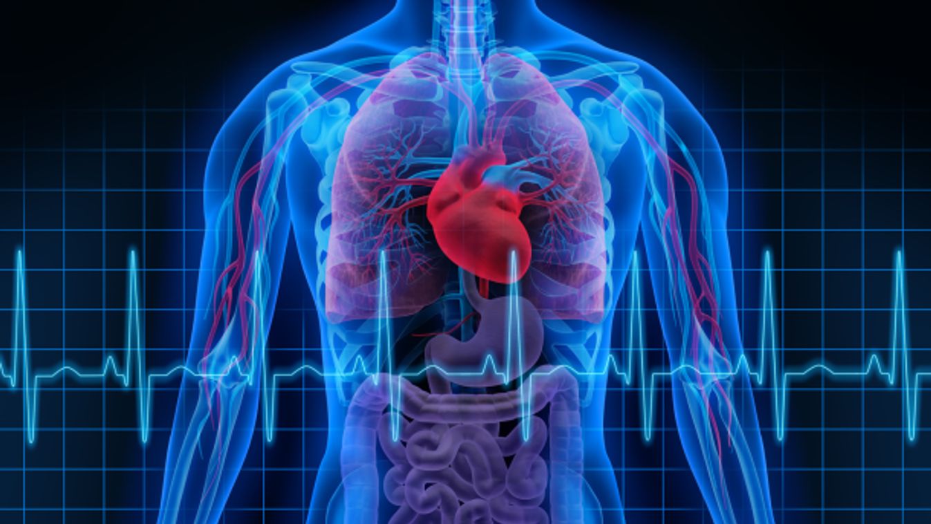 A szív- és vázizomzatot vizsgáló kutatási program zárult le az SZTE vezetésével