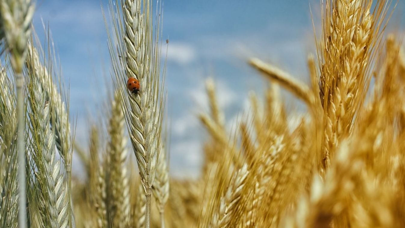 Betiltja a gabonakivitelt Magyarországról a kormány