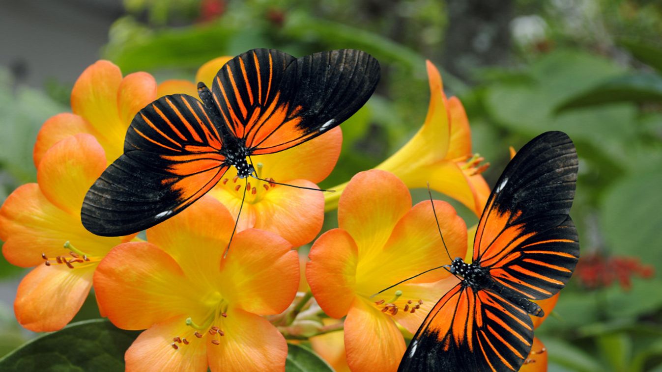 Trópusi lepkék várják a látogatókat szegedi füvészkertben