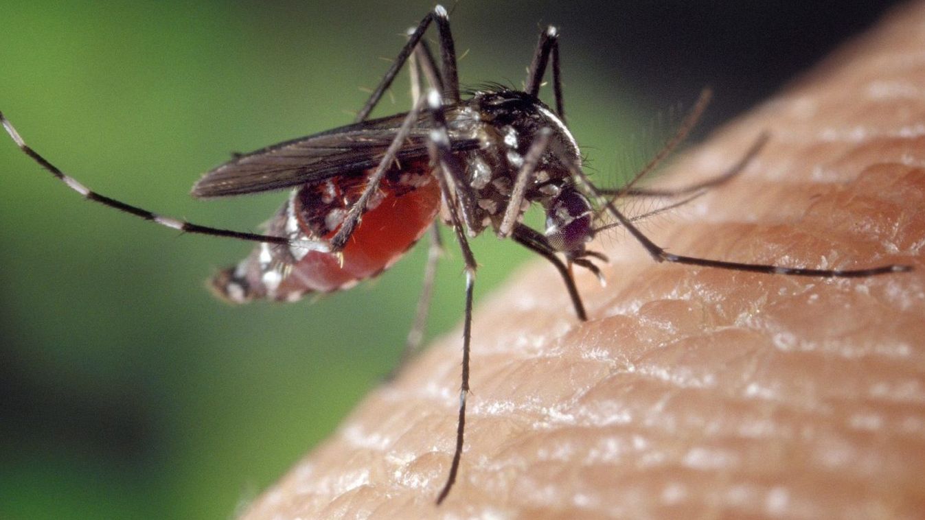 Lassan tarthatatlanná válik a szúnyoghelyzet Szegeden