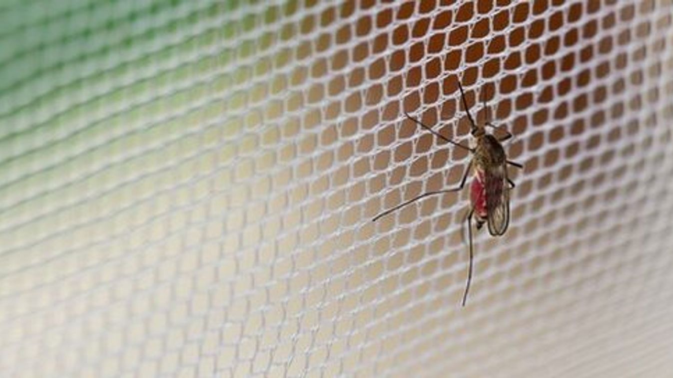 Ismét retteghetnek a szúnyogok