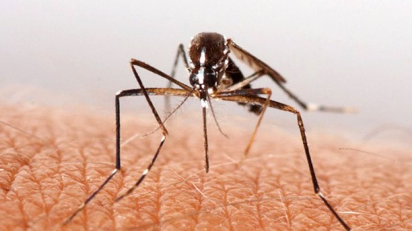 Több mint kétszáz településen gyérítik a szúnyogokat, Szeged nincs köztük