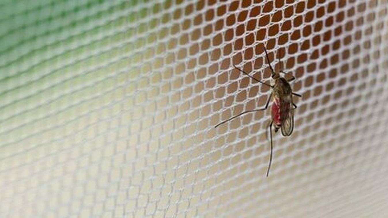 Tart még a szúnyoggyérítés a megyében