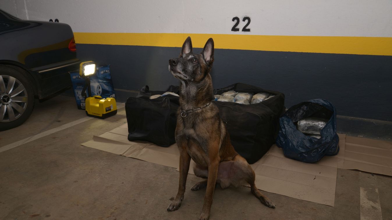 Droggal kitömött autót szagolt ki Tico, a kábítószerkereső kutya Szegeden