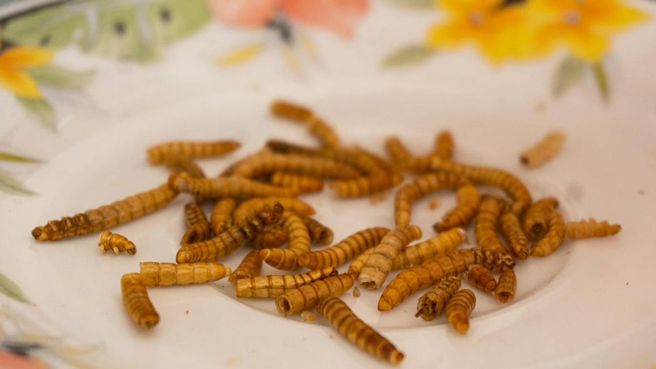Ha nem fogyasztana rovarfehérjét, figyelje az élelmiszerek cimkéjét