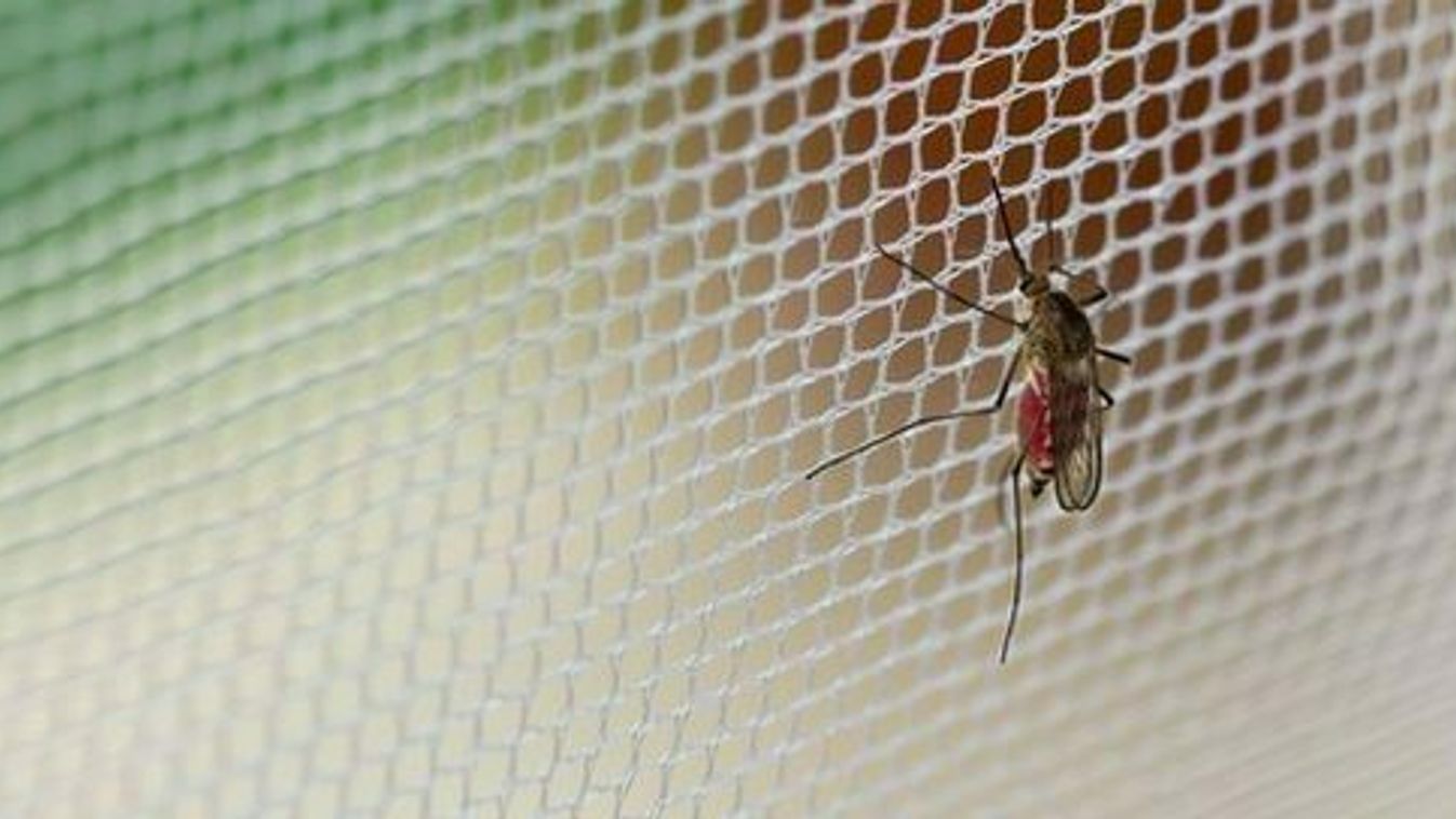 A Tisza teljes vonalán gyérítik a szúnyogokat