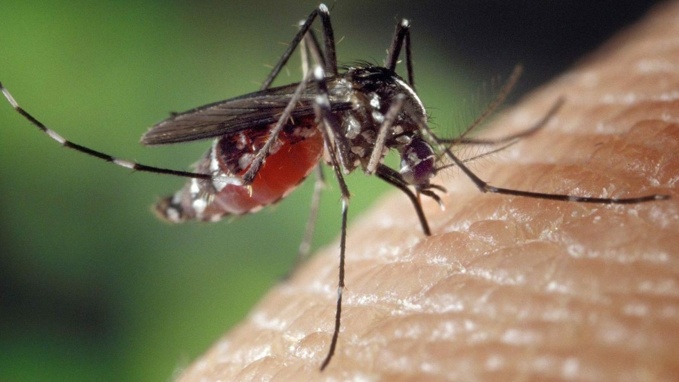 Ötezer hektáron irtják tovább a szúnyogokat