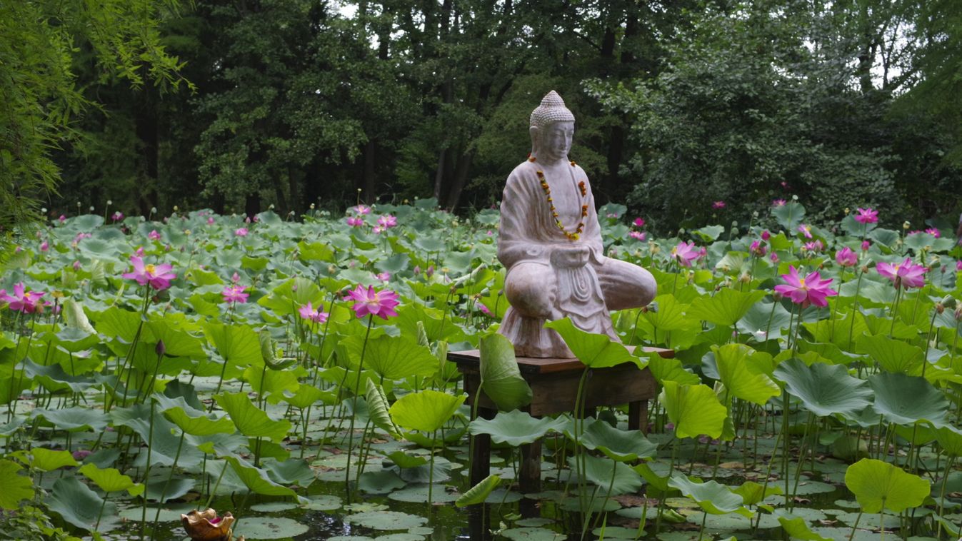 Hétvégén éri el a csúcsvirágzását az indiai lótusz a szegedi Füvészkertben