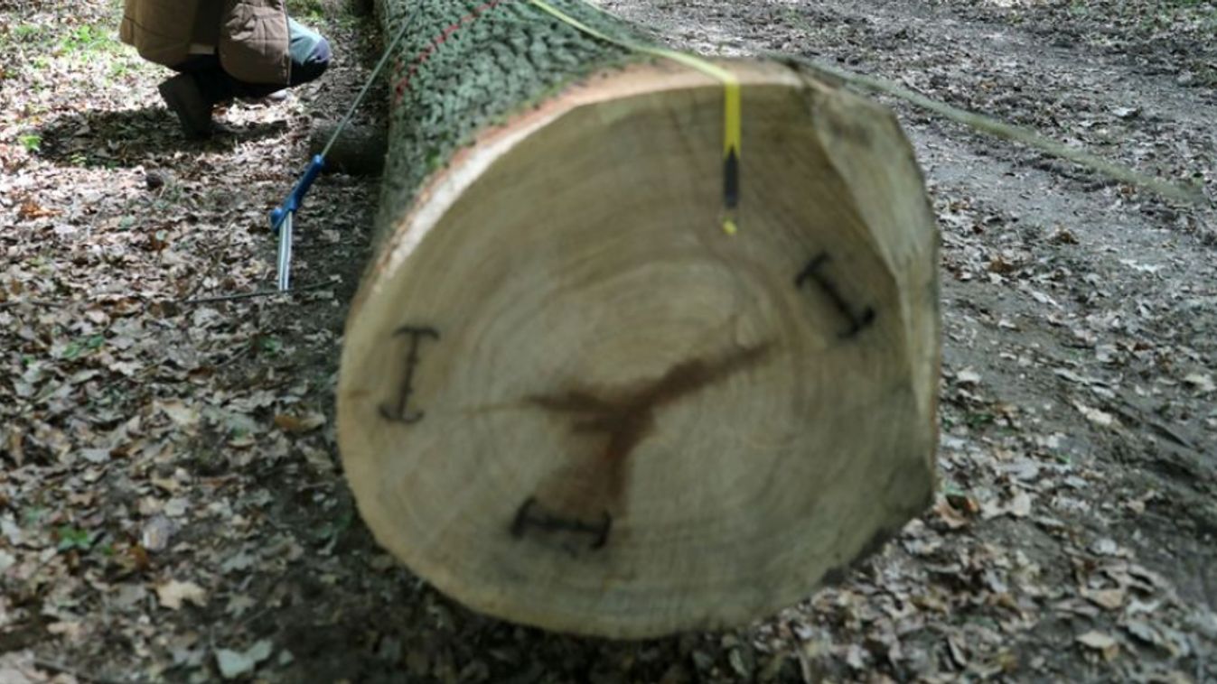 Eperjes: közel 190 ezer forint értékben loptak fát