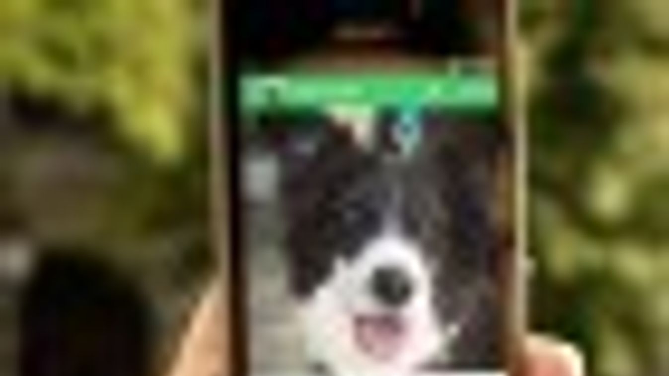 Spenót kutya is hazatalált az okostelefonos applikáció segítségével