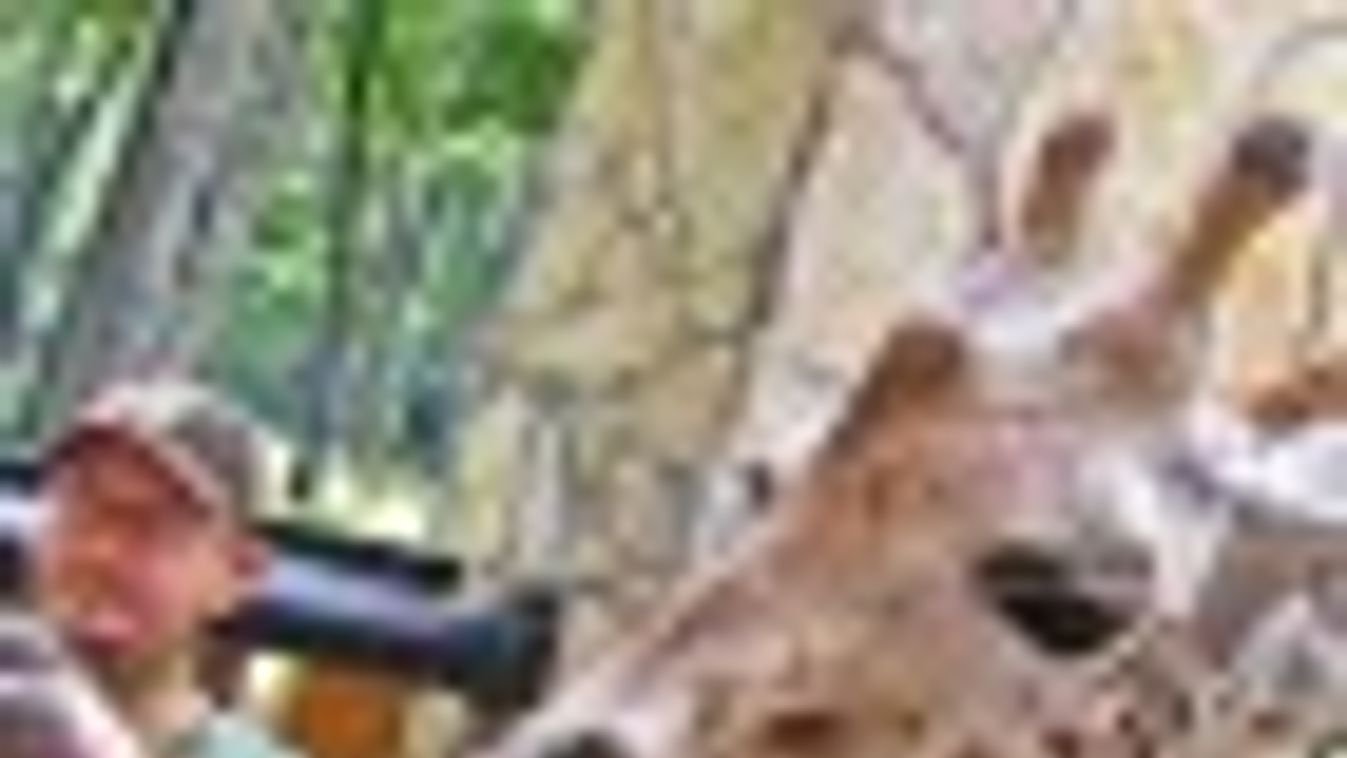 A szegedi zsiráfokat sem hagyták éhezni a Lions-táborozók + FOTÓK
