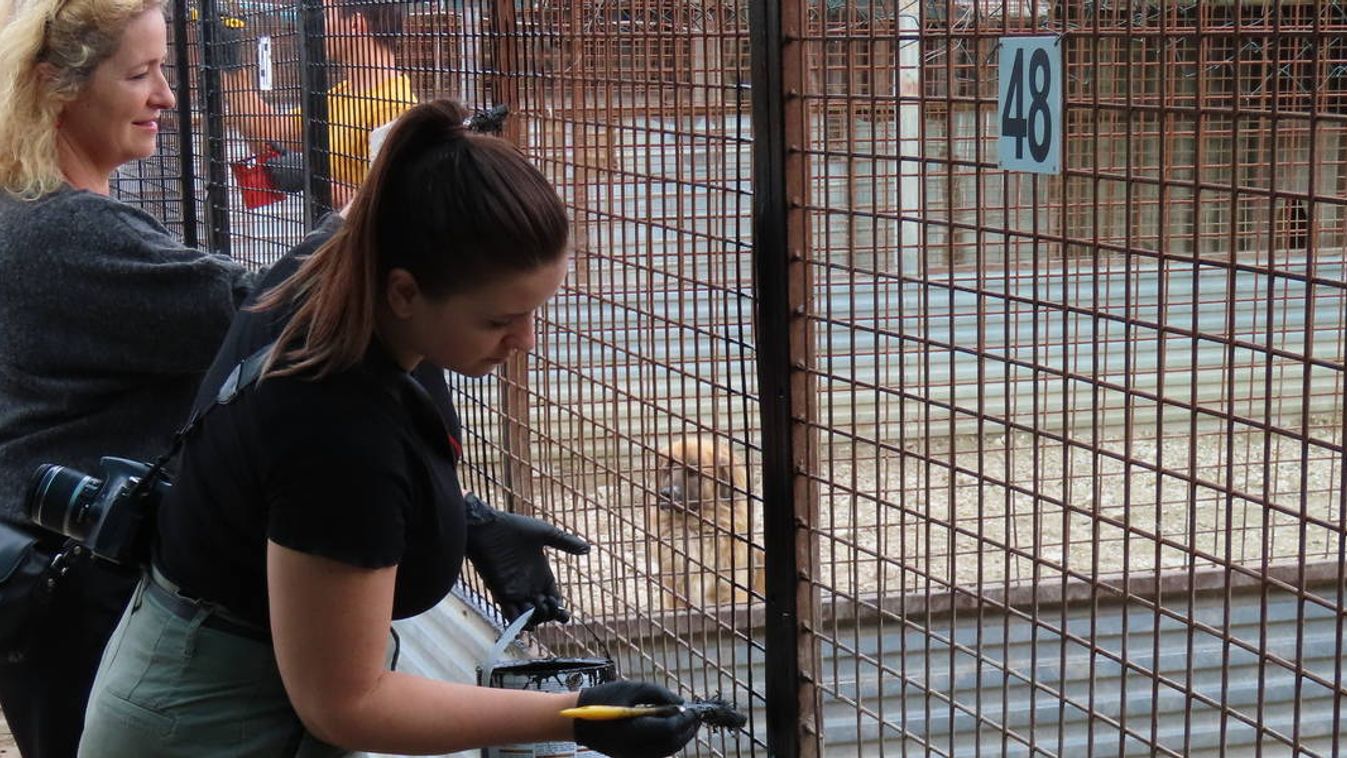 Önkéntesek segédkeztek a szentesi állatotthonban