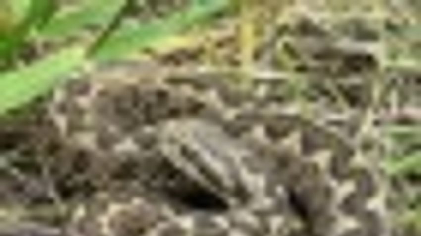 Rákosivipera-nap a Vadasparkban!