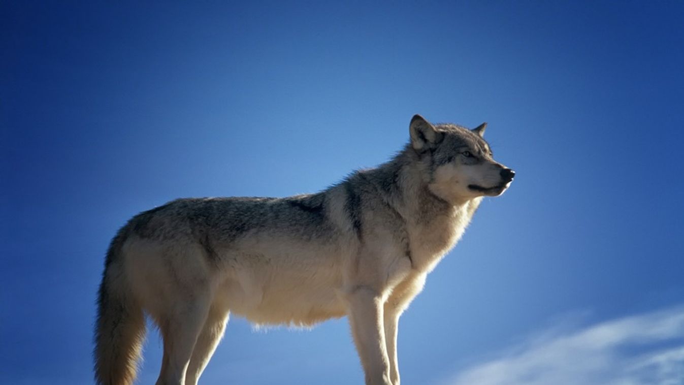 Jobban értik az ok-okozati összefüggést a farkasok, mint a kutyák