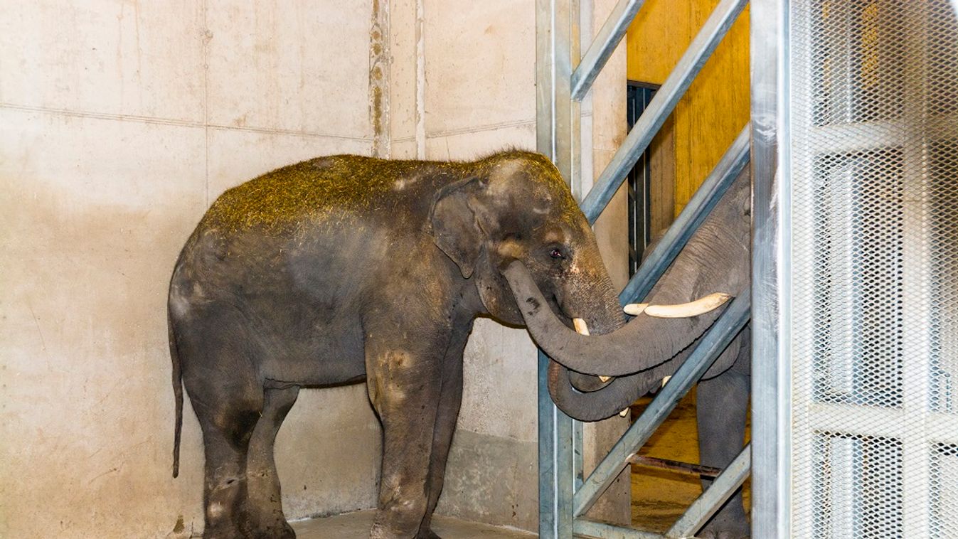 Új elefánt érkezett a Szegedi Vadasparkba