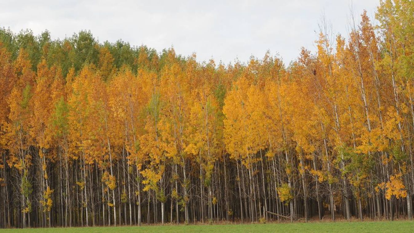 Akác- és nyárfaerdőket ültetnek Csongrád megyében