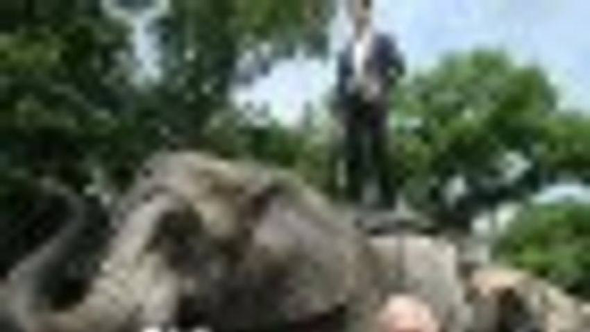 Elefántok korzóztak Szeged belvárosában + FOTÓK, VIDEÓ
