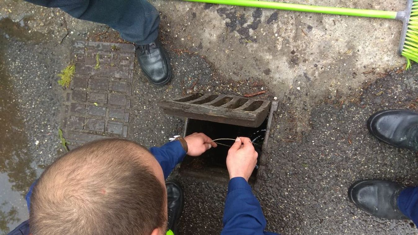 Kacsacsibéket mentettek a rendőrök Szegeden