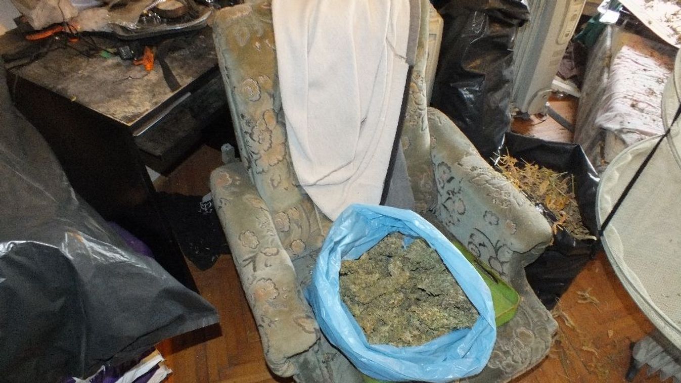 Kannabiszt termesztett a szegedi lakásában egy 50 éves férfi
