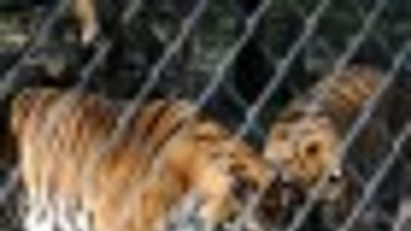 Zita szibériai tigrisekkel szülinapozott a vadasparkban + FOTÓK