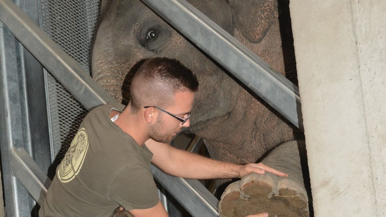 A biztonság az elefántgondozás kulcsa a Vadasparkban