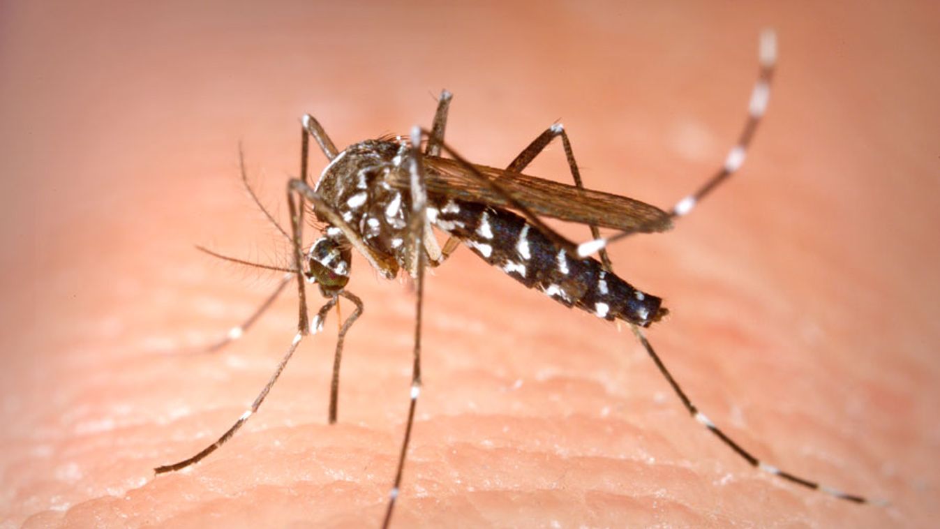 A héten nem irtják a szúnyogokat Csongrád megyében