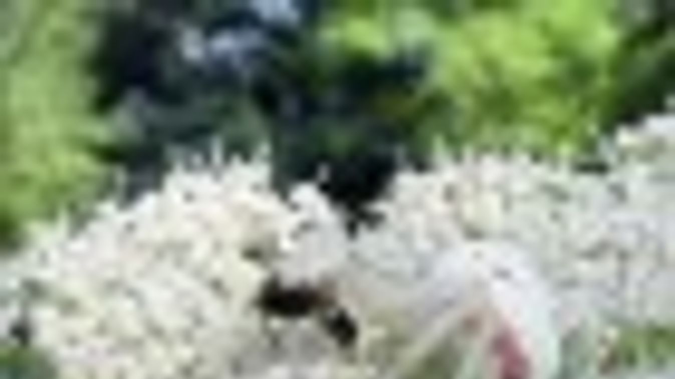 Szegeden is ölt a méhgyilkos pók