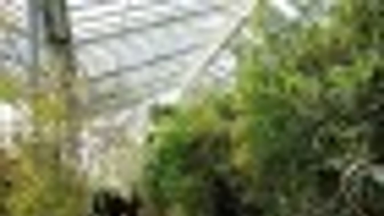 Bemutatták a szegedi füvészkert új üvegházát