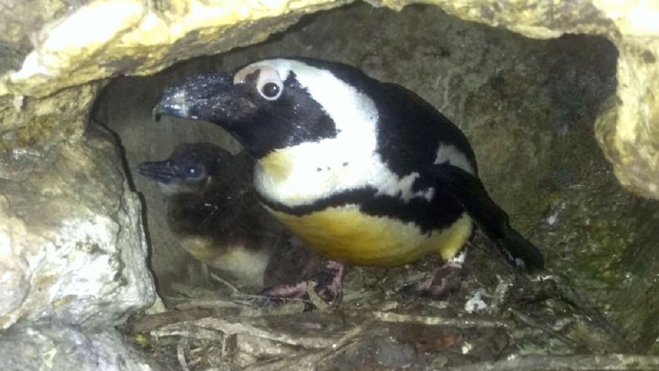Pápaszemes pingvin született a Szegedi Vadasparkban