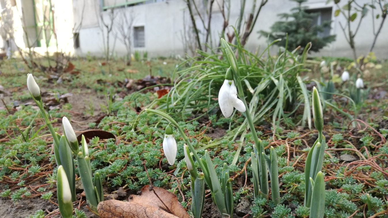 Kinyíltak az első hóvirágok Szegeden