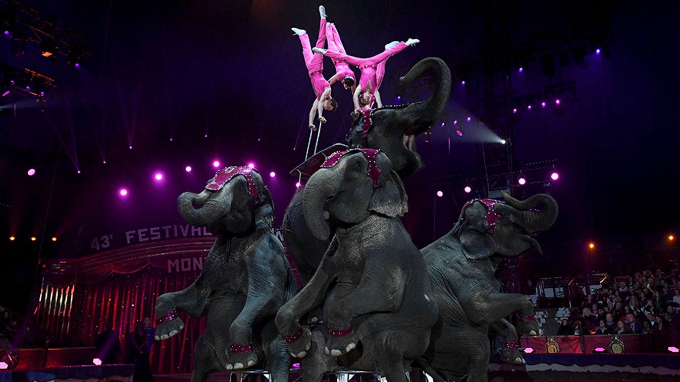 Díjnyertes elefántprodukcióval érkezett Szegedre az Eötvös Cirkusz