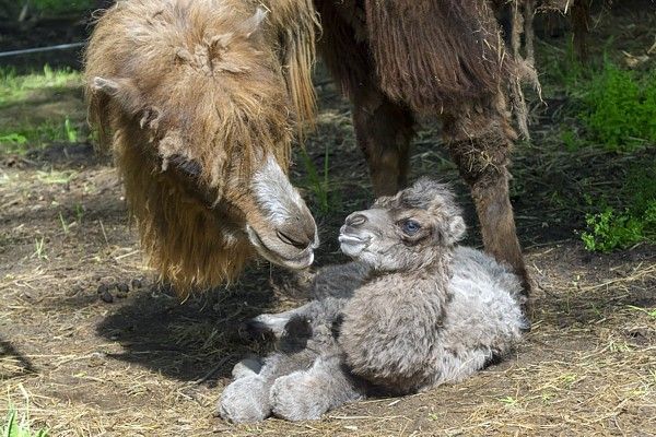 Bactrian camel (Camelus bactrianus) baby shortly after birth and its mother