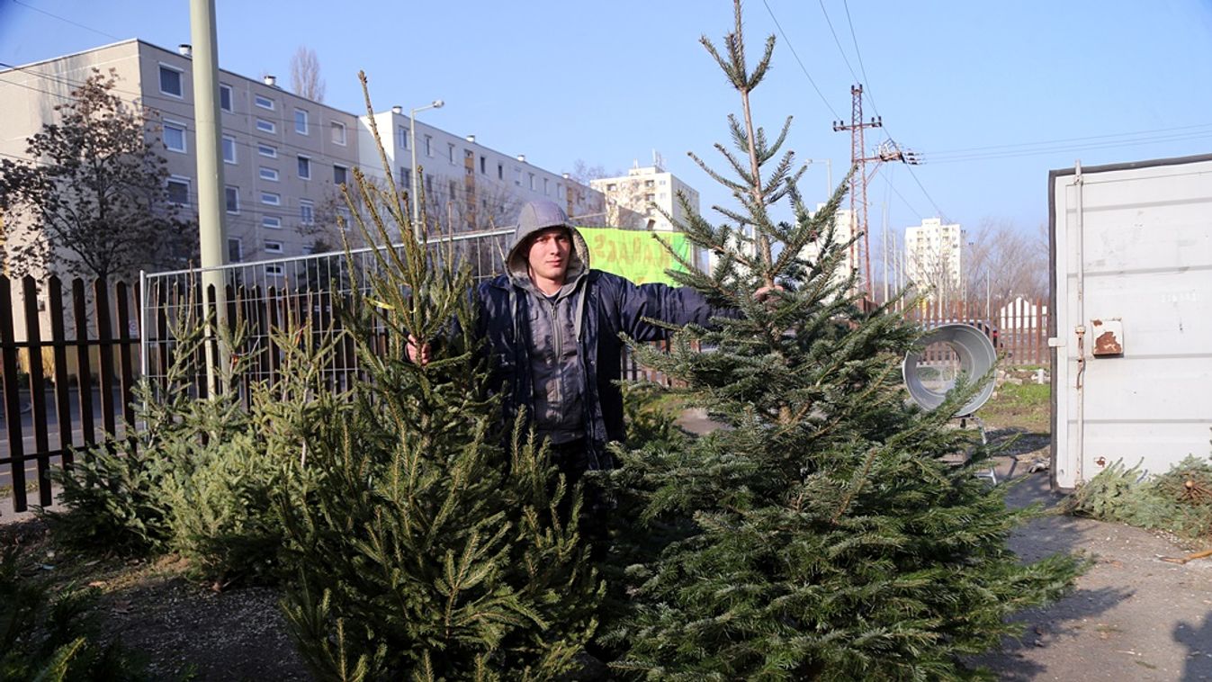 Idén drágább lesz a karácsonyfa Szegeden