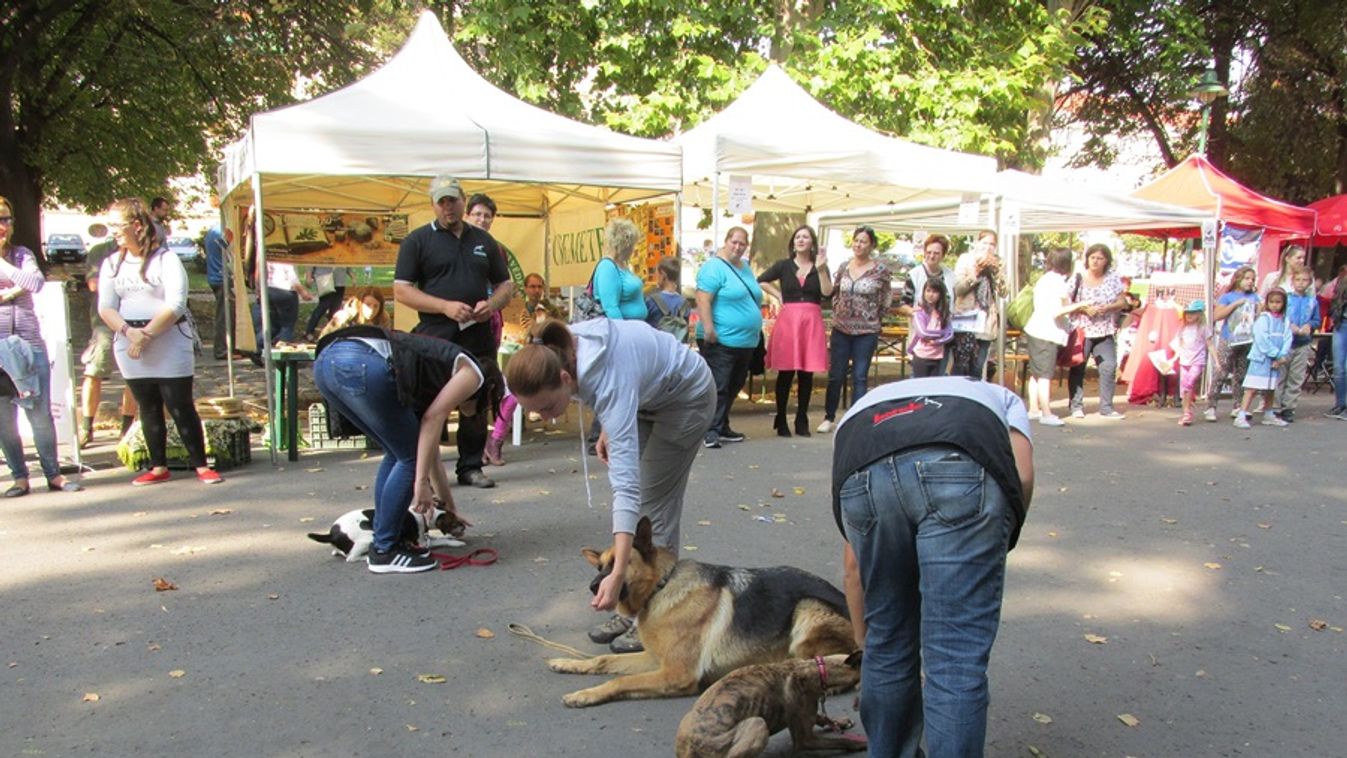 Együtt ünnepelik az állatvédők az Állatok Világnapját Szegeden