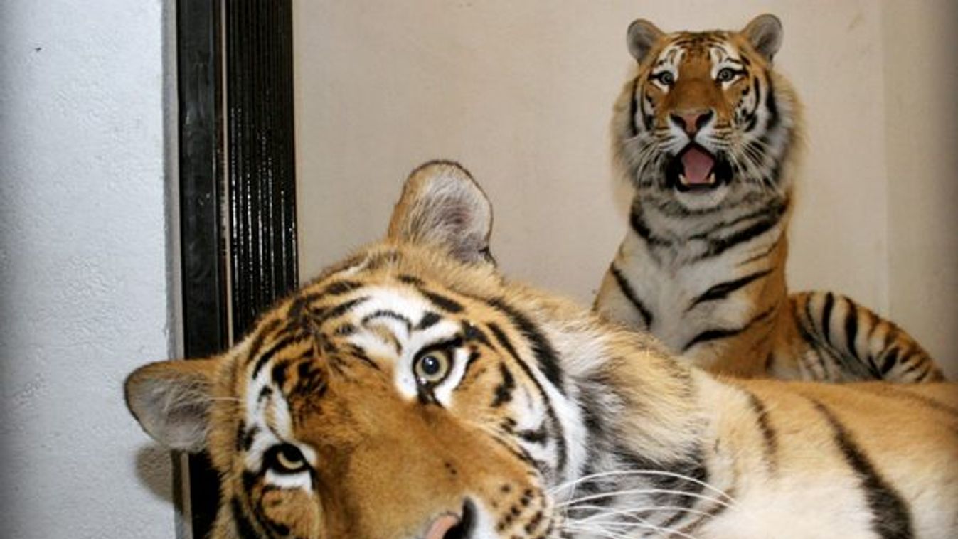 Tigrisek és oroszlánok szöktek meg egy német állatkertből