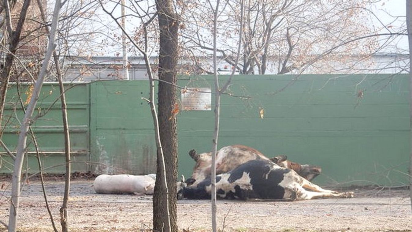 Döglött marhákat találtak újévkor Vásárhelyen egy út mellett