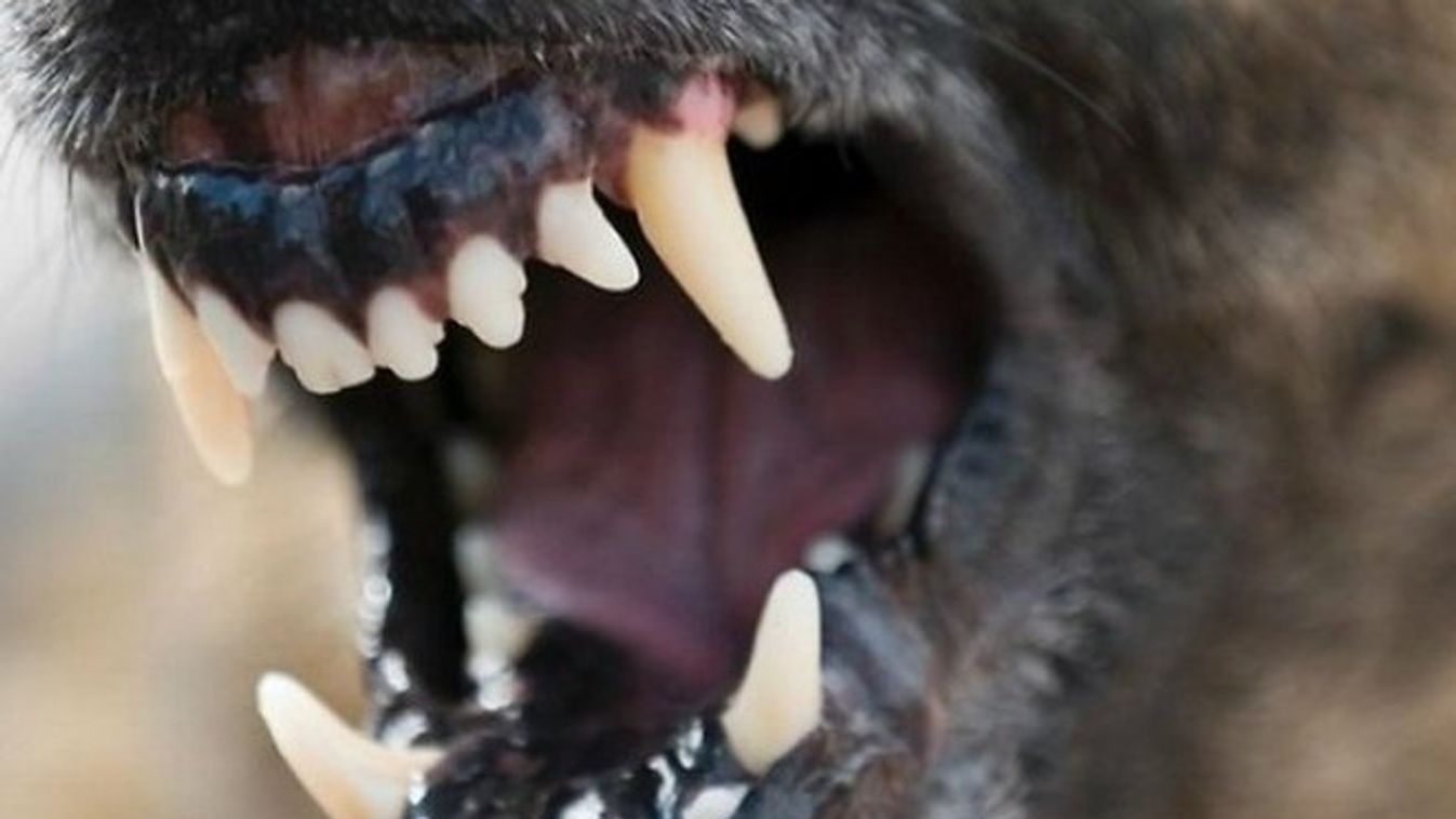 Harci kutyák támadtak egy kislányra az újszegedi Erzsébet ligetben