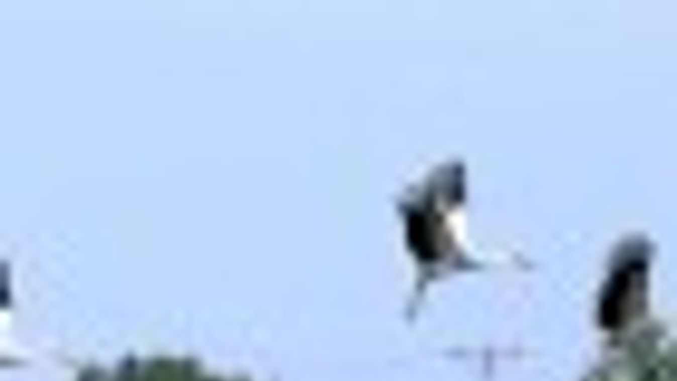 Megkezdték őszi vándorútjukat a fehér gólyák
