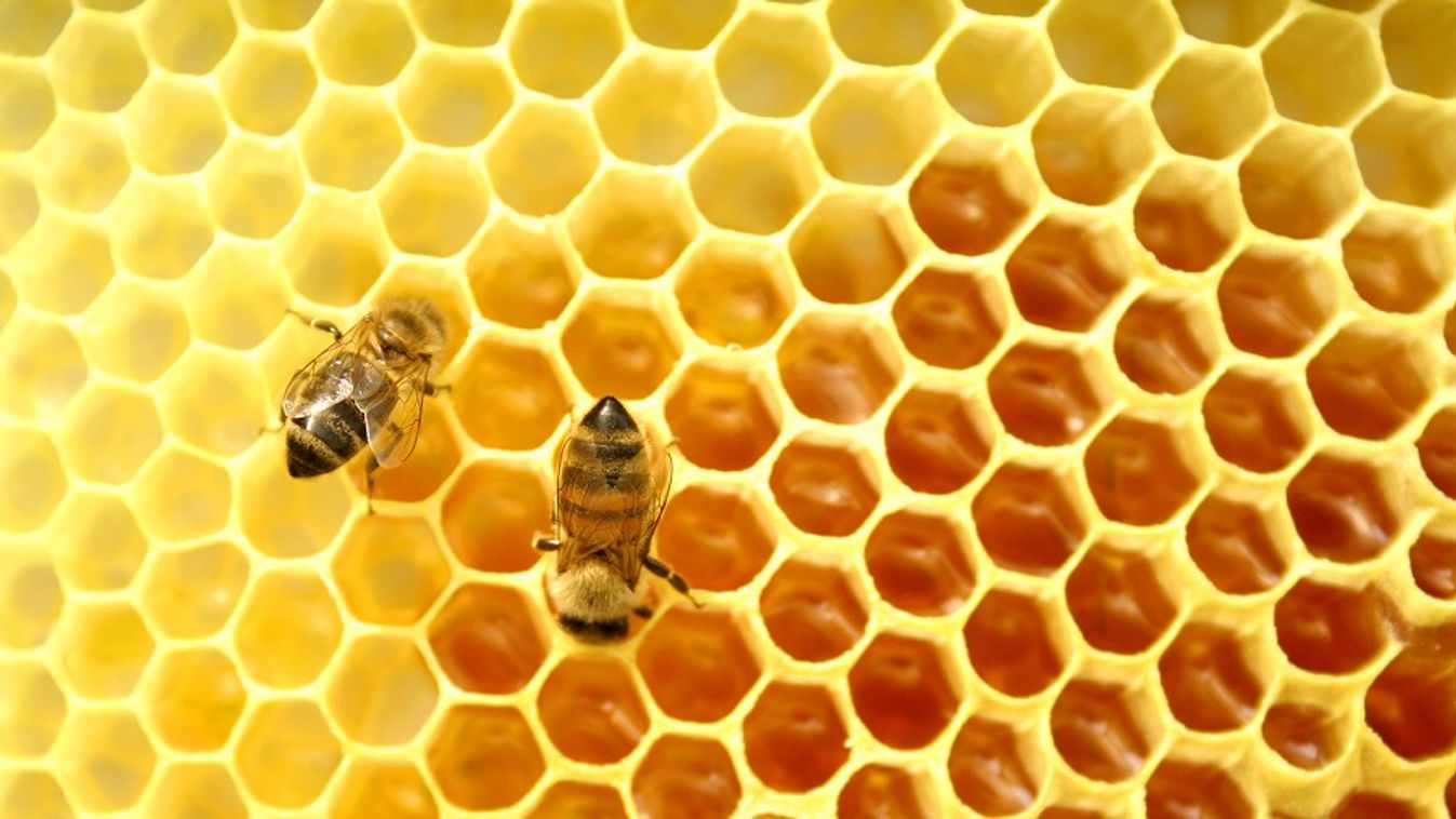 Az egészségre is veszélyes lehet a hamisított méz a szakmai szervezetek szerint