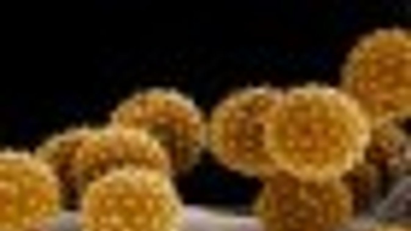 ÁNTSZ: egyre erősebb a pollenterhelés