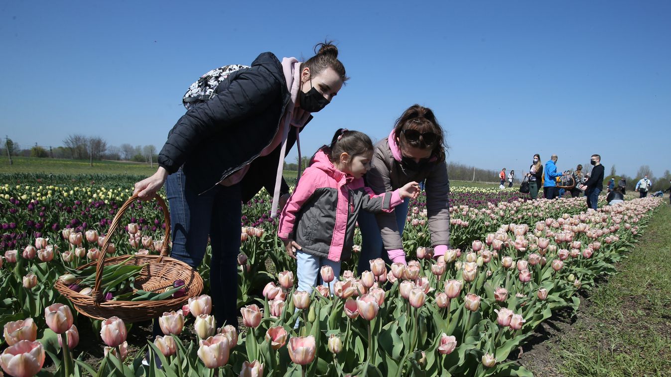 Megnyílt a tulipános kert Mórahalom határában
