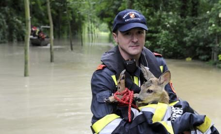 animals-in-distress-these-deer-are-caught-by-the-flood1