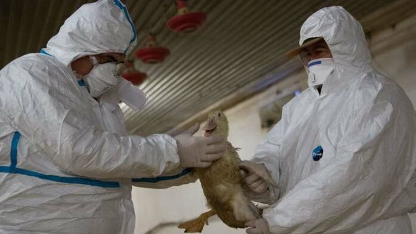 Ettől tartottunk: Csongrád-Csanád megyét is elérte a madárinfluenza
