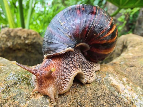 Giant_African_Land_Snail