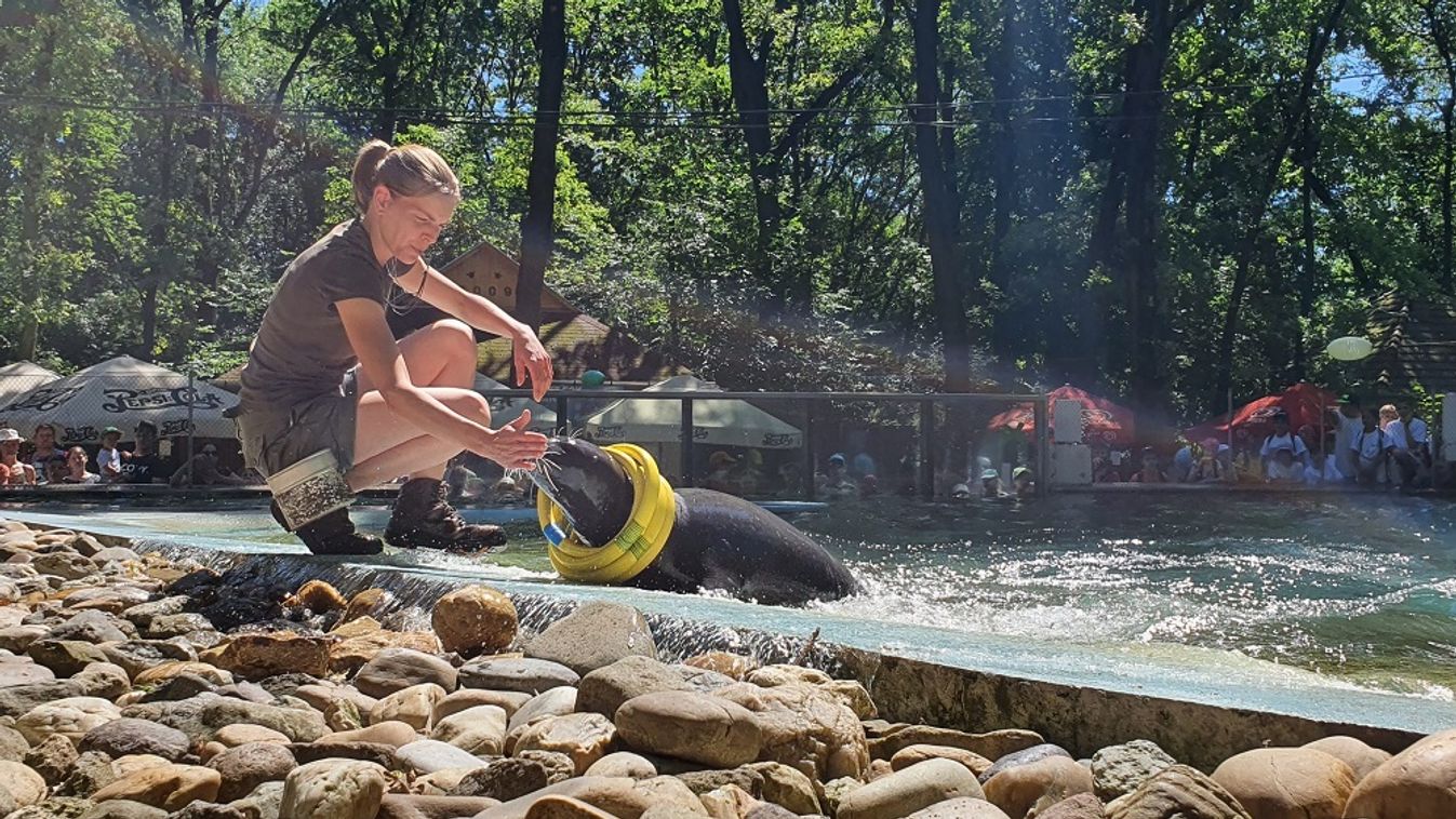 Újdonságokkal indulnak újra a látványetetések a Szegedi Vadasparkban