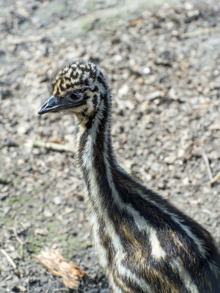 Portrait of a Emu (Dromaius novaehollandiae) chick