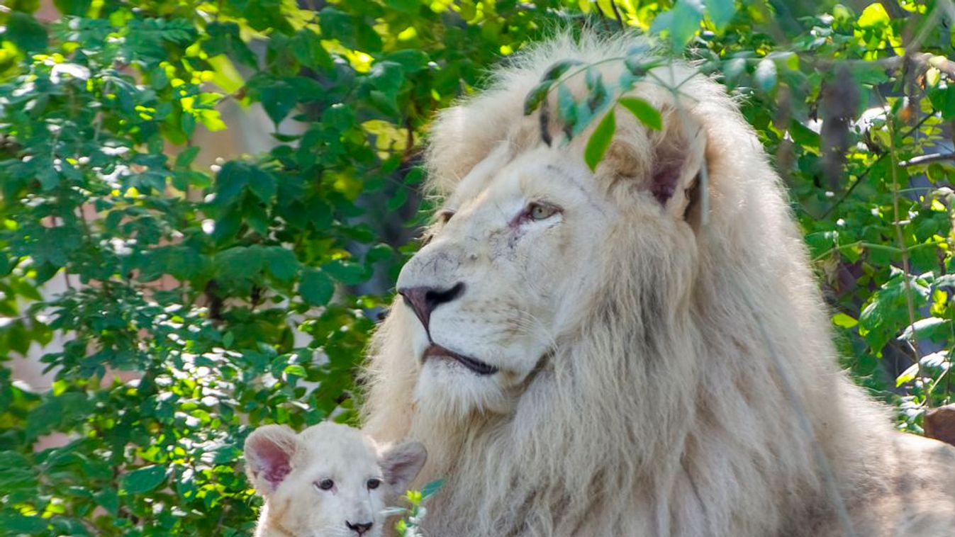 Először találkozhatott apjával a szegedi oroszlánkölyök