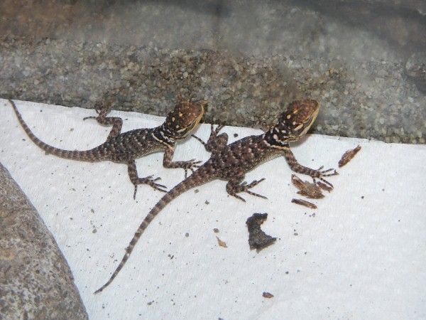 20130516_sovenyleguan