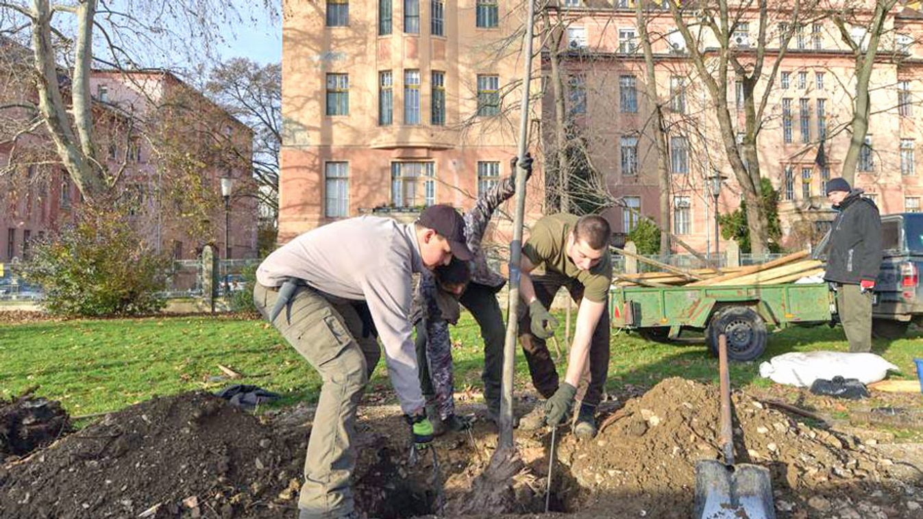Erdészetis diákok ültetnek fákat Szegeden